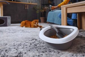 Cat Litter Shortage